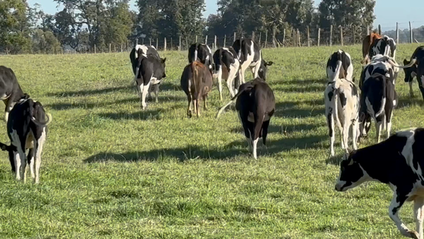 Lote 55 Vaquilla Engorda en Osorno, X Región Los Lagos