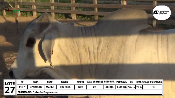 Lote Toros Brahman a remate en Sábado 5 de Julio - Gran Remate de Reproductores PDC, Loma Plata