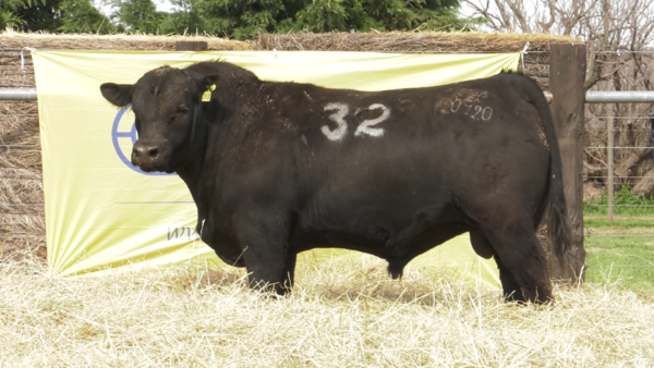 Lote TOROS ANGUS PURO CONTROLADO