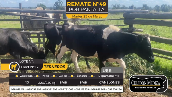 Lote 10 Terneros y Terneras en Sauce, Canelones