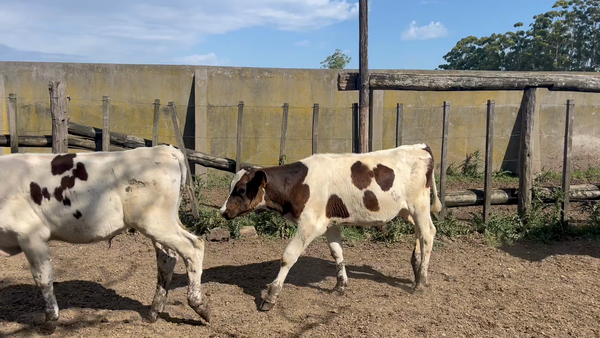 Lote TERNEROS