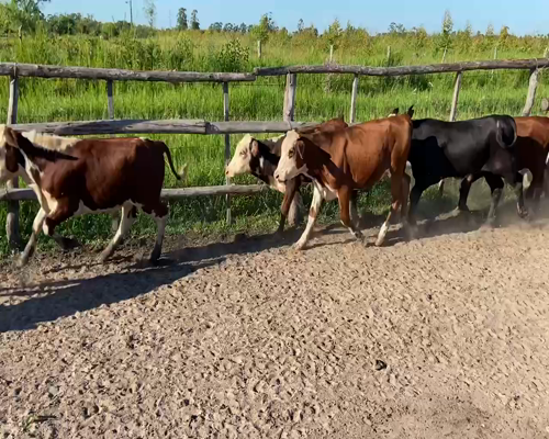 Lote 75 Terneros/as en Bella Vista, Corrientes