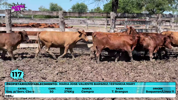 Lote LOTE 117