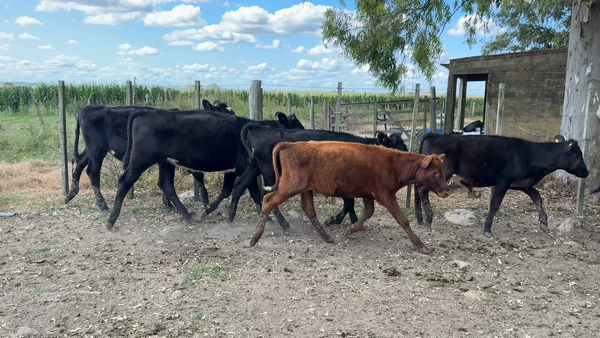 Lote TERNEROS