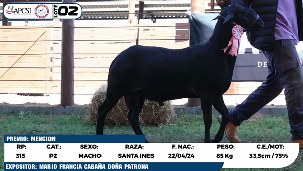 Lote LOTE 2