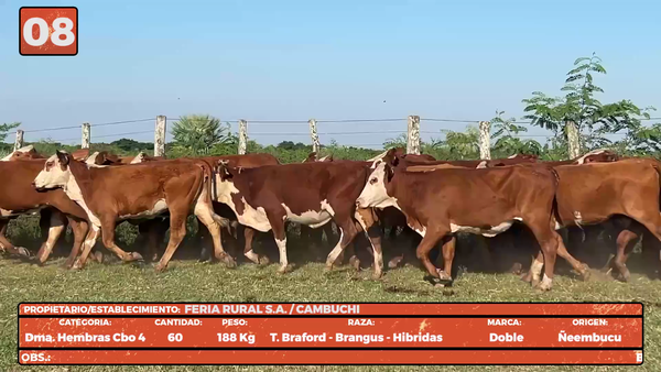Lote LOTE 8