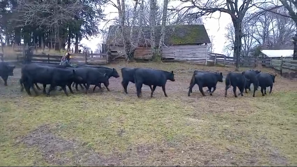 Lote 28 Vaquilla Engorda en Pucón, IX Región Araucanía