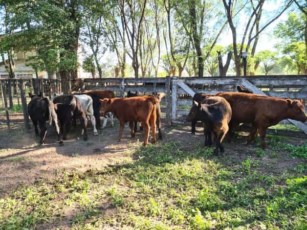 Lote 11 Terneros en Gral. Lamadrid, Buenos Aires