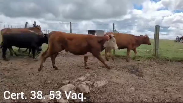 Lote VAQUILLONAS DE 1 A 2
