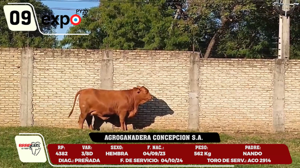 Lote LOTE 9