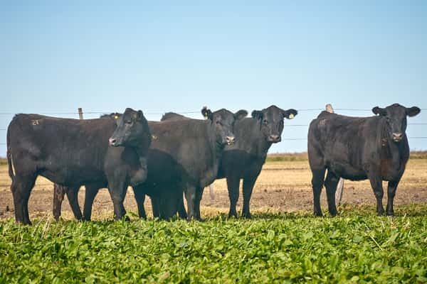 Lote "ME KEN" Vaquillas con cria