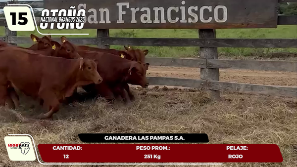 Lote LOTE 15