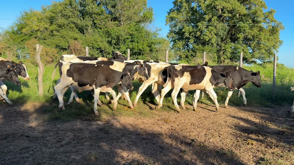 Lote TERNEROS