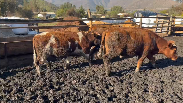 Lote 55 Novillo Engorda en Los Andes, V  Región Valparaíso