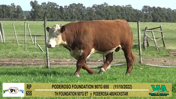 Lote Toros Hereford a remate en Cabaña La Poderosa, Florida