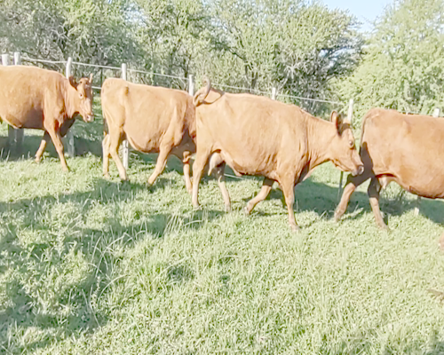 Lote 33 Vacas CUT preñadas en Los Conquistadores, Entre Ríos