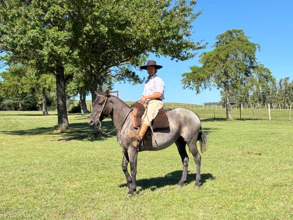 Lote Yegua Mora