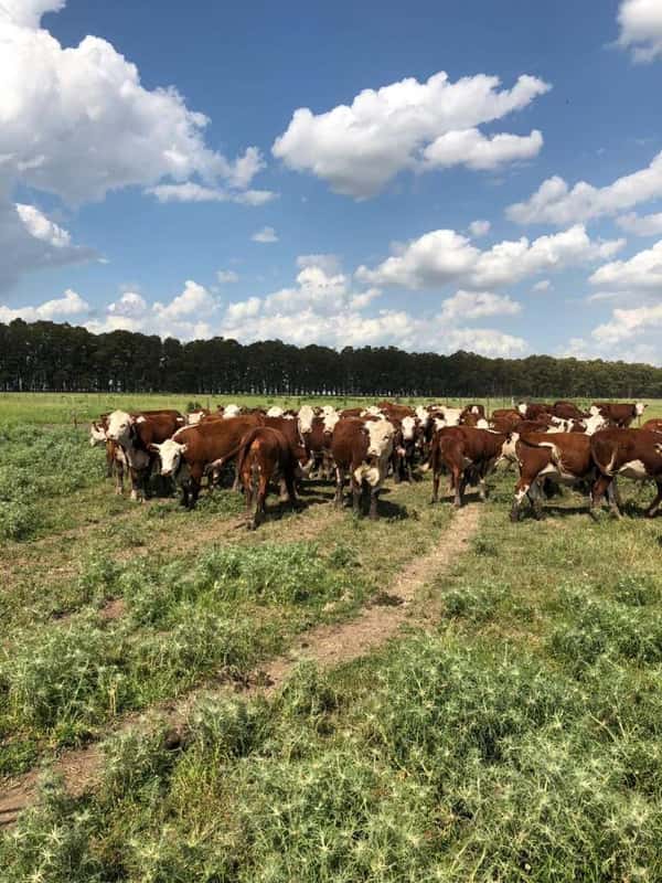 Lote 150 Vaquillonas en Necochea, Buenos Aires