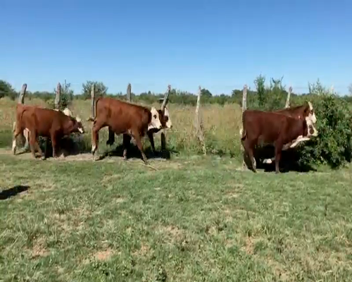 Lote 142 Terneros/as en Lavalle, Corrientes