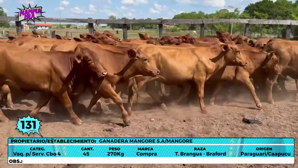 Lote LOTE 131 - EN VIVO