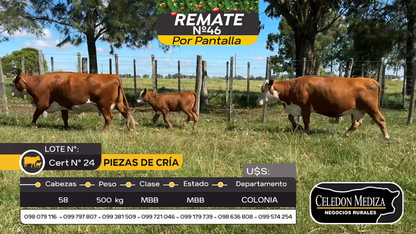 Lote 58 Piezas de cría en Otra Localidad, Colonia