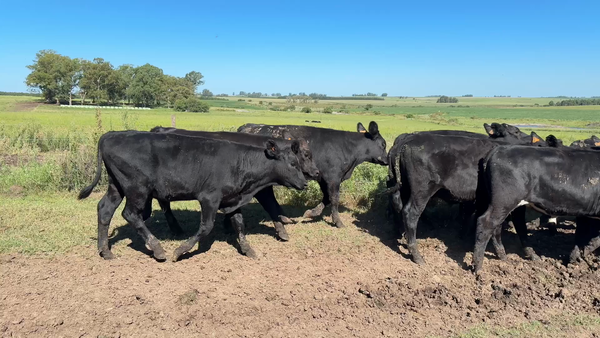 Lote TERNEROS