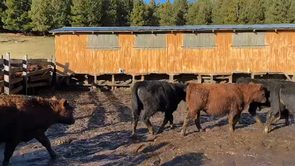 Lote 65 Ternero en Coyhaique, XI Región Aysén