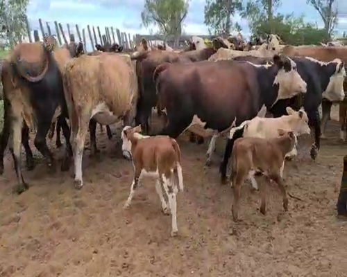 Lote 39 Vacas en Esquina, Corrientes