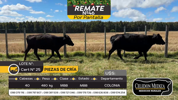 Lote 40 Piezas de cría en Colonia