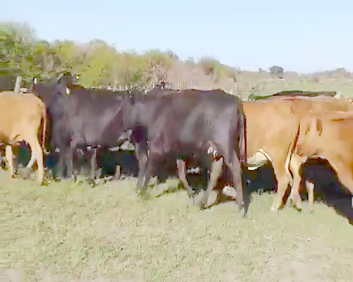 Lote 33 Vacas de invernar en Empedrado, Corrientes