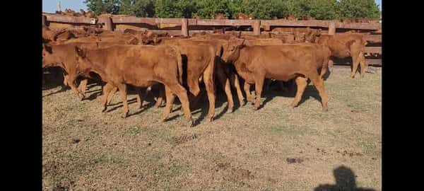 Lote 51 Terneros/as en Villaguay, Entre Ríos