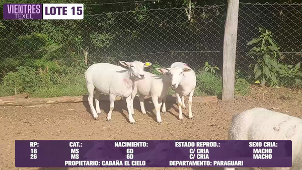 Lote LOTE 15