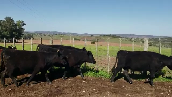 Lote vaquillonas SA haciendo 2 años, para entorar