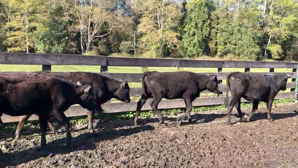 Lote 15 Ternera en Puyehue, X Región Los Lagos