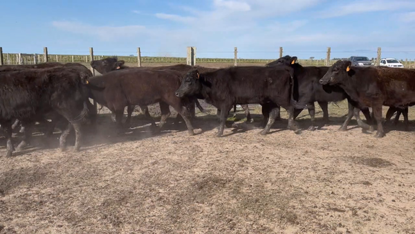 Lote 265 Vaquillonas más de 2 años en Costas de Ayala, Treinta y Tres