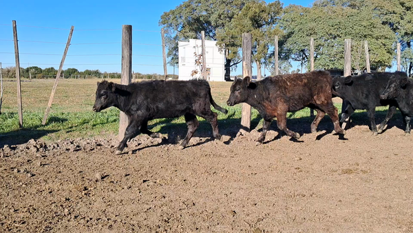 Lote 150 Terneros/as