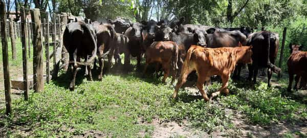 Lote 24 Vacas en Gral. Lamadrid, Buenos Aires