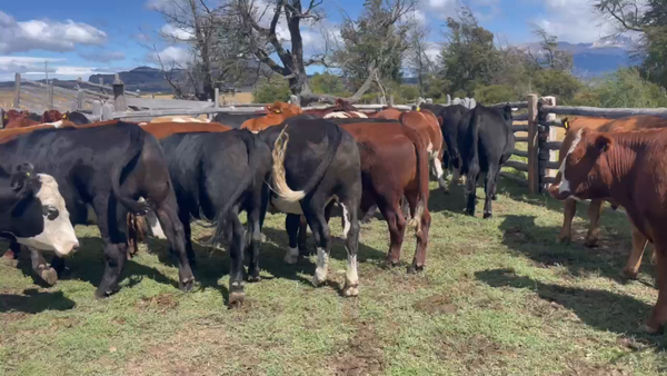 Lote 38 Novillo Gordo en Coyhaique, XI Región Aysén