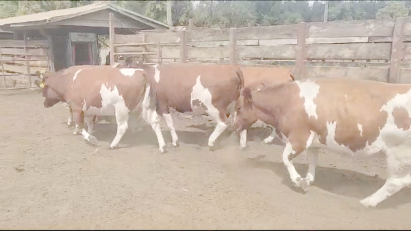 Lote 12 Vaquilla Gorda en Los Ángeles, VIII Región Biobío