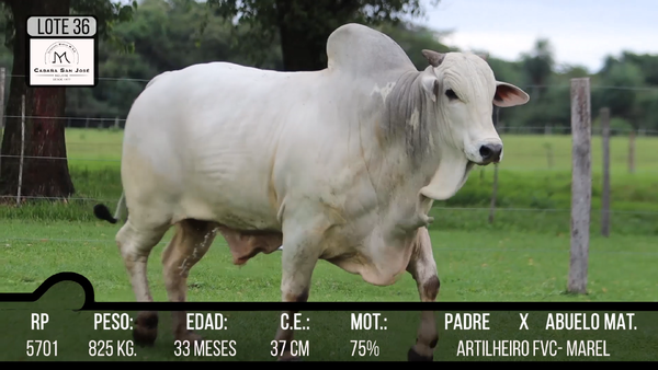 Lote LOTE 36