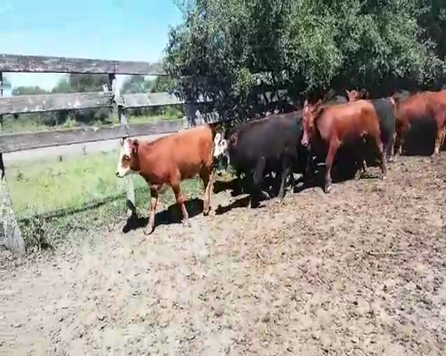 Lote 70 Terneros/as en Federal, Entre Ríos