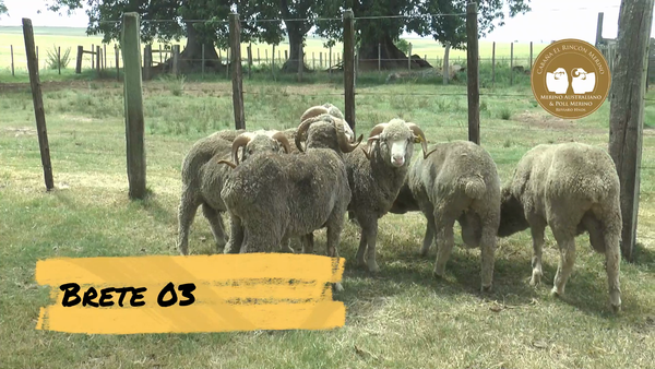Lote Brete 03