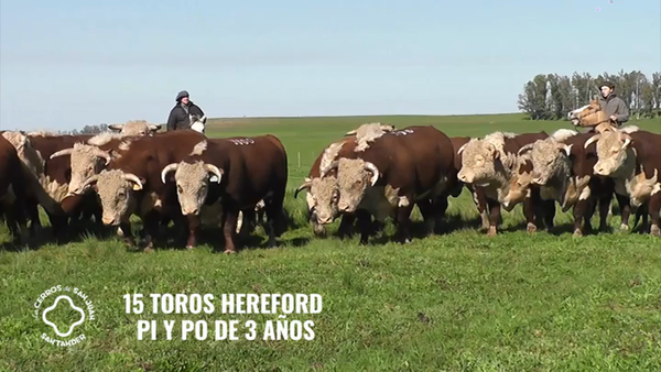 Lote 15 Toros Hereford