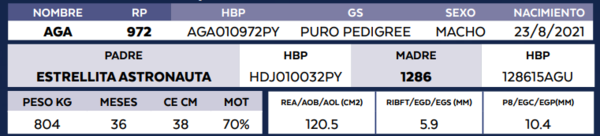 Lote LOTE 54