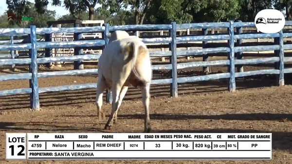 Lote Toros Nelore a remate en Sábado 5 de Julio - Gran Remate de Reproductores PDC, Loma Plata