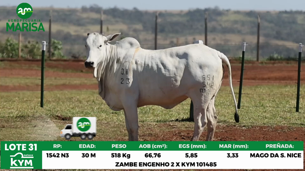 Lote Lote 31