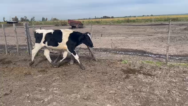 Lote 4 Novillos 1 a 2 años HOLANDO a remate en Pantalla - Luis Zaldua 250kg -  en N HESPERI