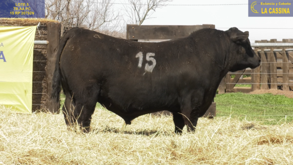 Lote TOROS ANGUS PURO CONTROLADO