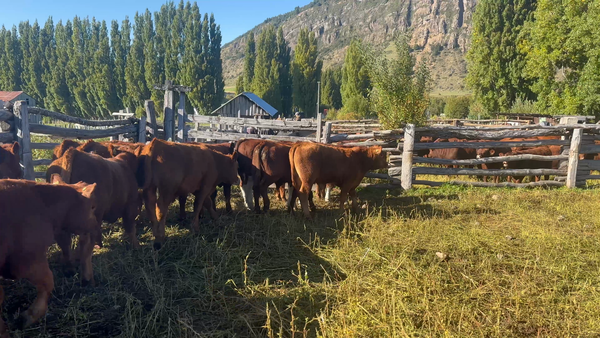 Lote 27 Ternero en Coyhaique, XI Región Aysén