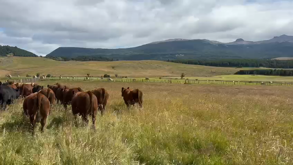 Lote 30 Novillo Engorda en Coyhaique, XI Región Aysén
